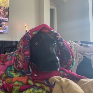 Meet your Posher, Jess